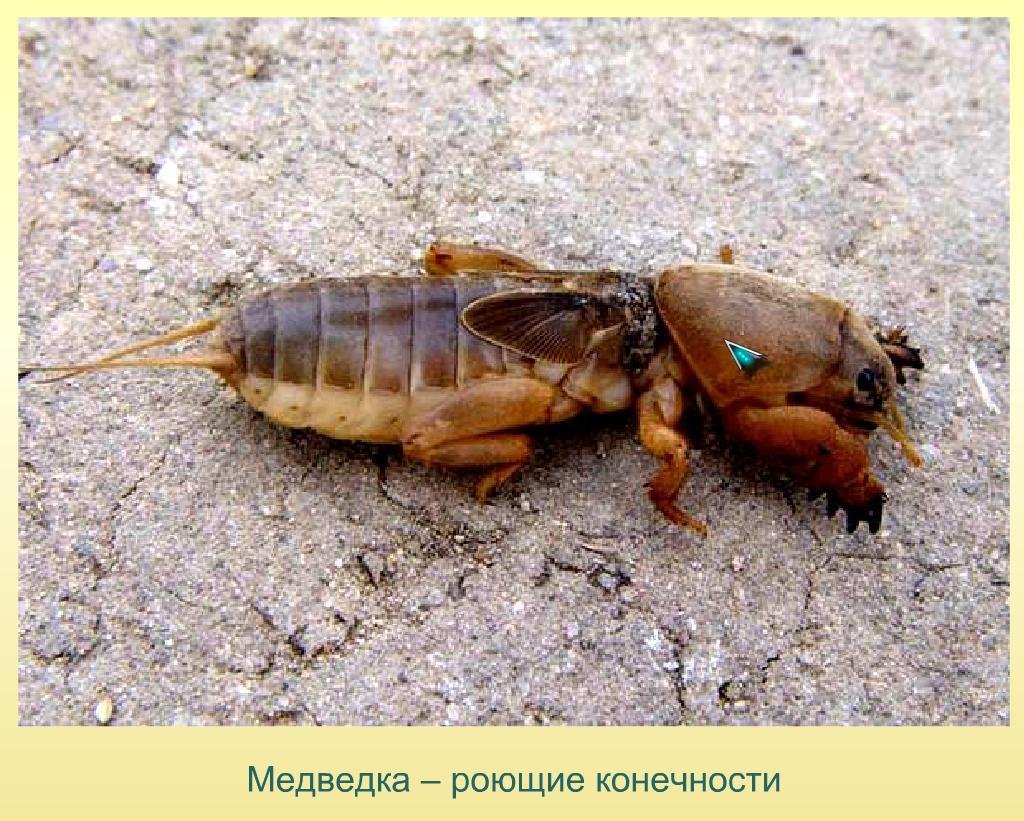 Медведка среда обитания почвенная