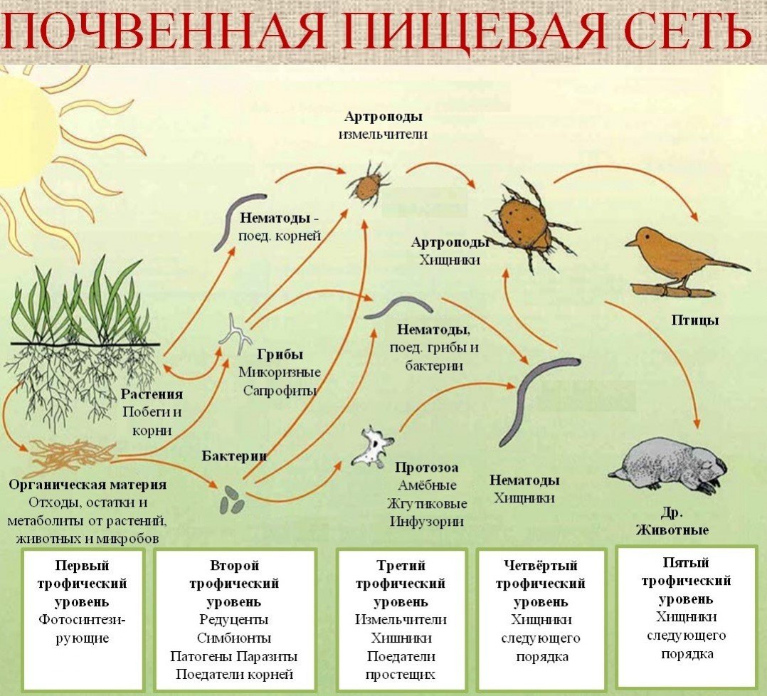 Схема смены биоценозов