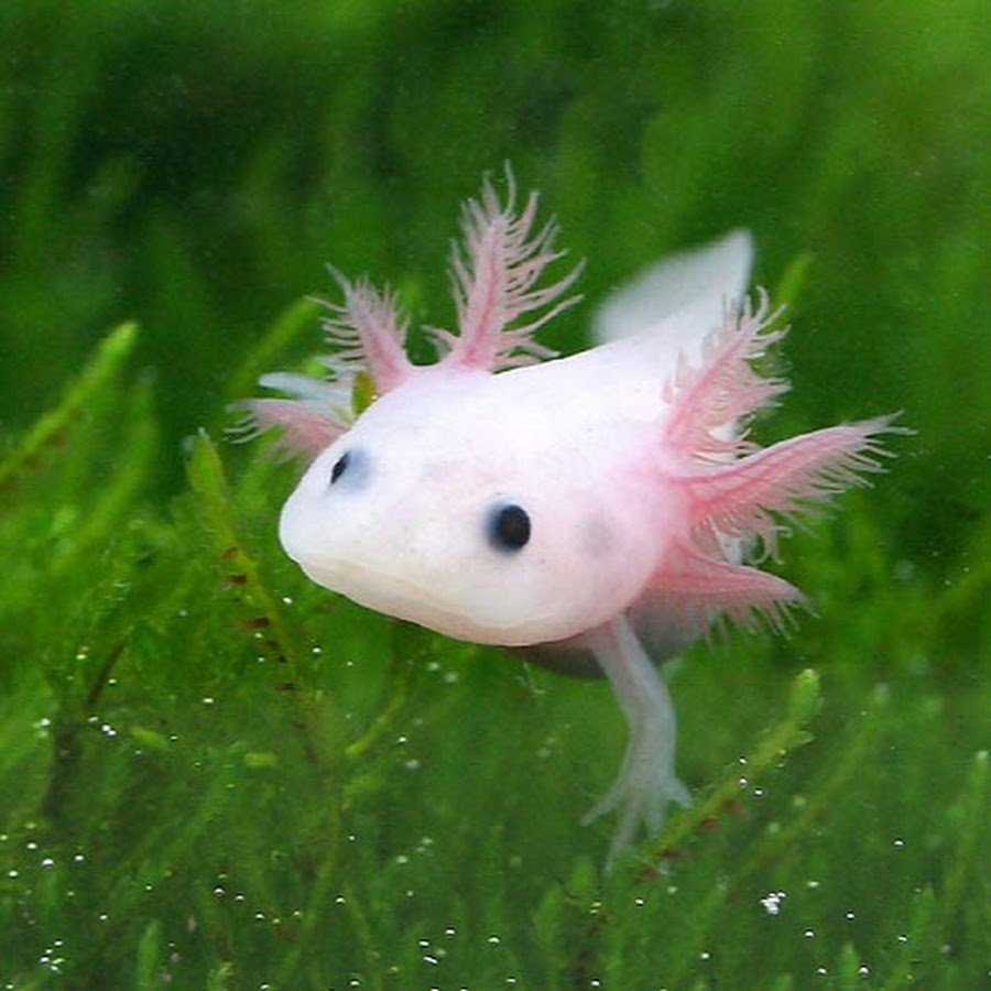 Аксолотль розовый