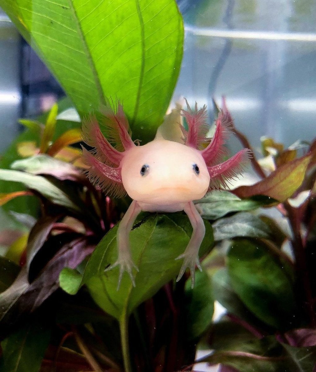 Аксолотль золотой