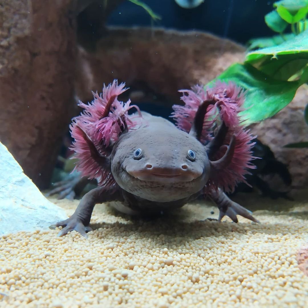 Мексиканская рыбка аксолотль