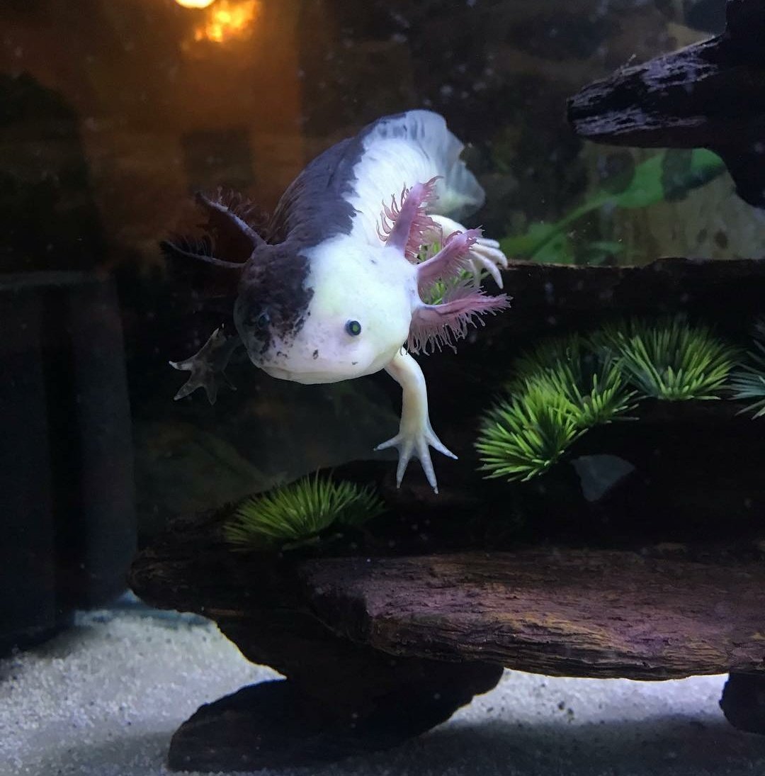 Аксолотль агатовый