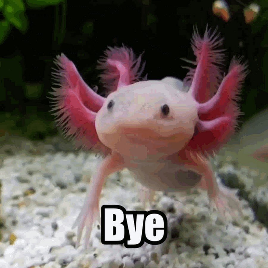 Аксолотль меланист