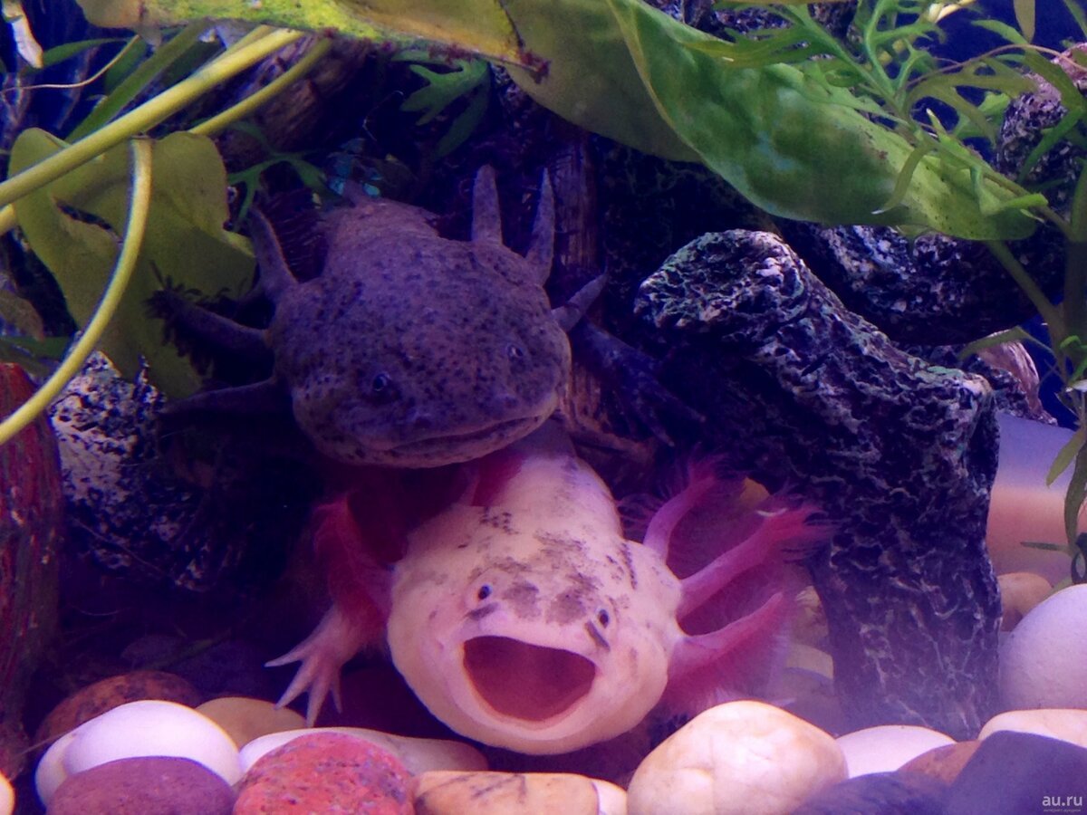 Рыбка Тритон аквариумная аксолотль