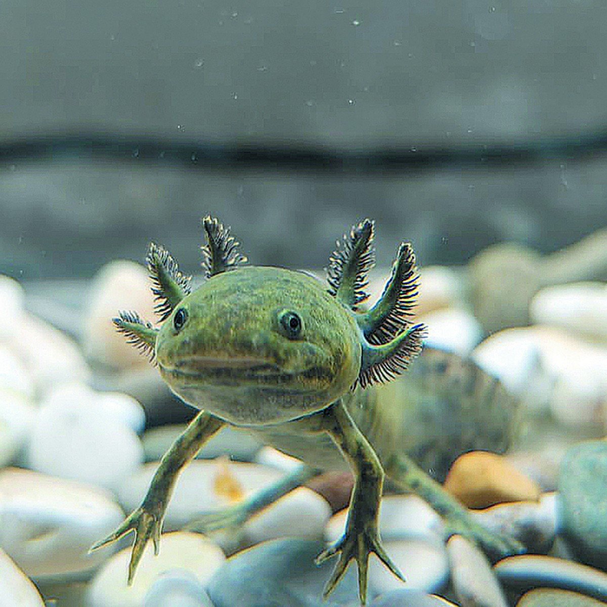 Амфибия аксолотль