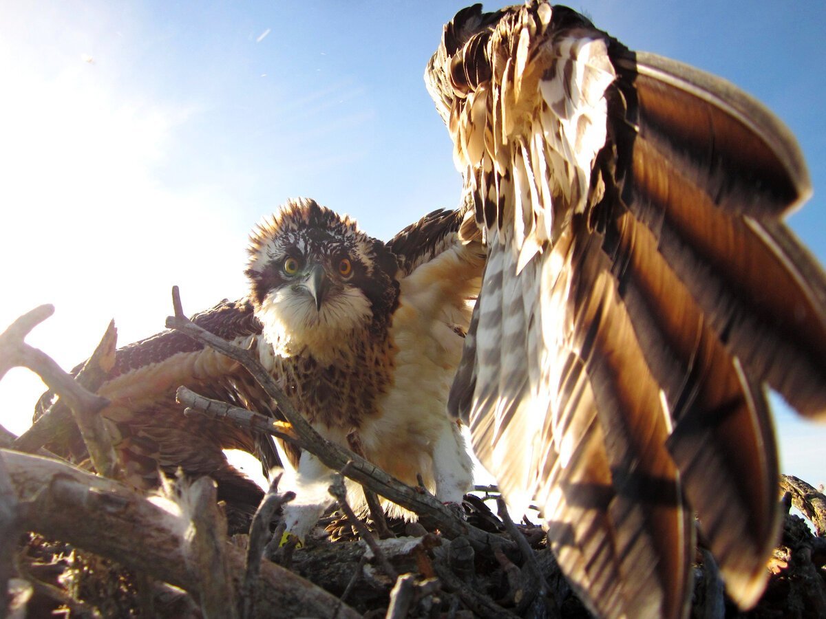 Огромные птицы хищники