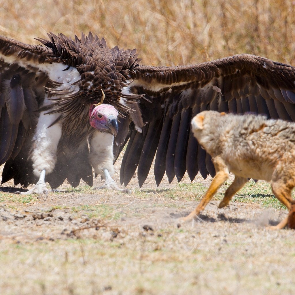 Огромные птицы падальщики