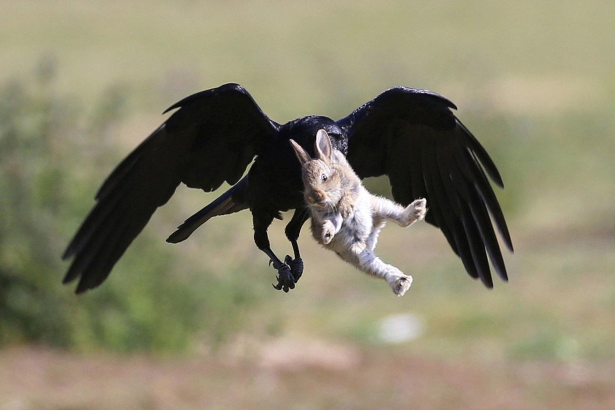 Орел с добычей