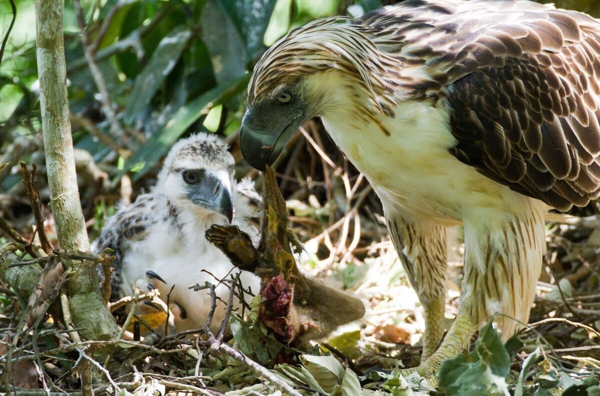 Орел Гарпия обезьяноед