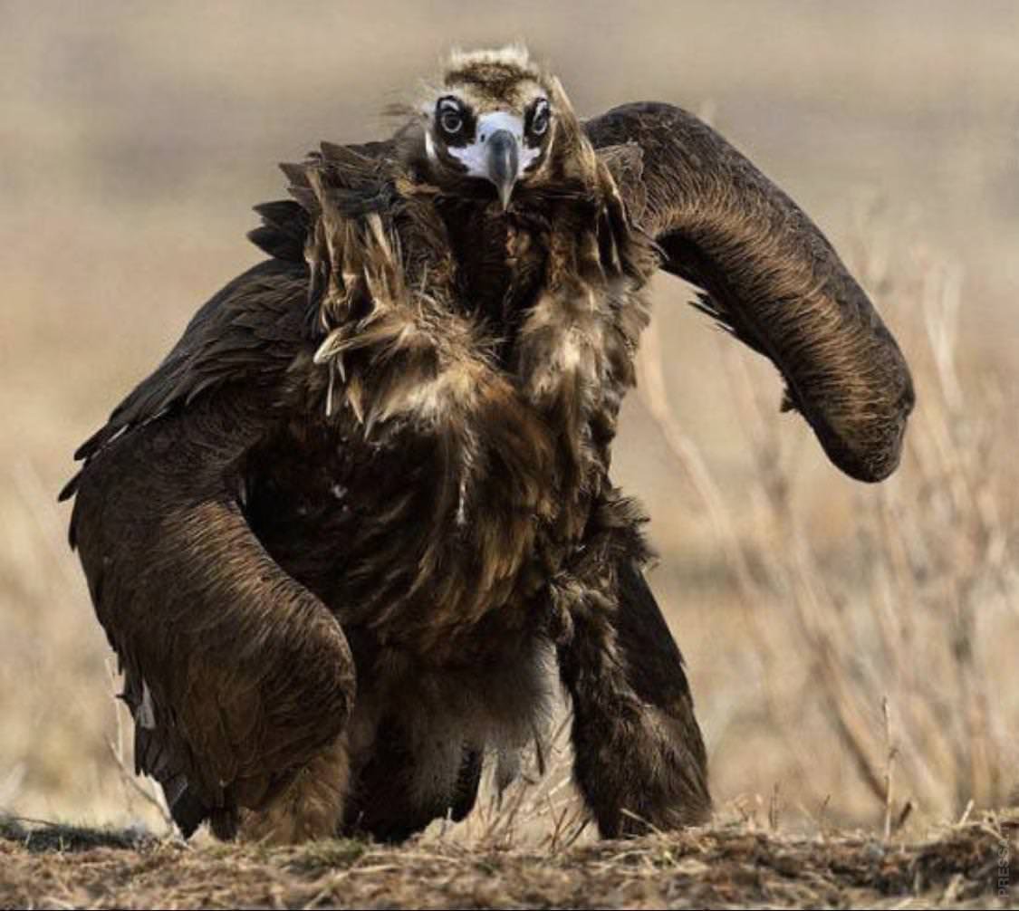 Страшный Орел