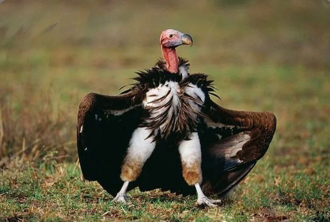 Американский Ушастый гриф