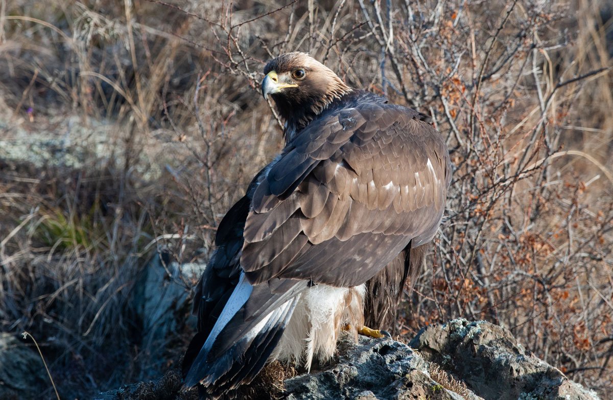 Беркут Хакасия