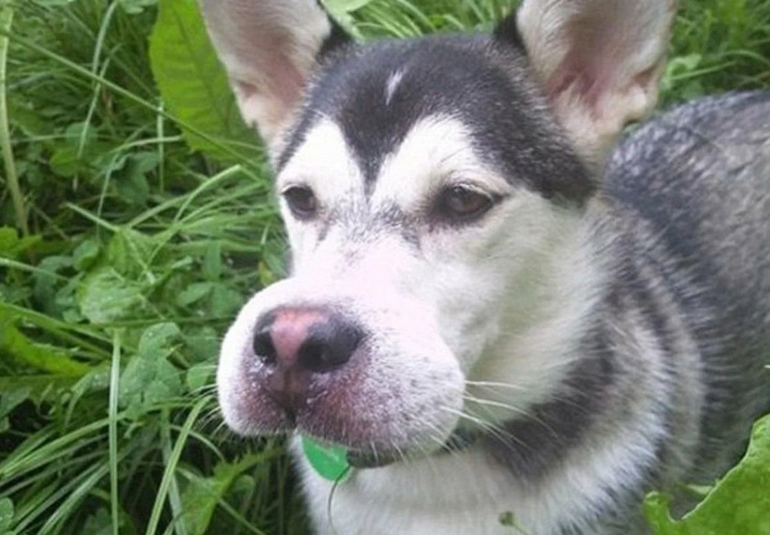 ПОЛОФАТЫЕ Фуки