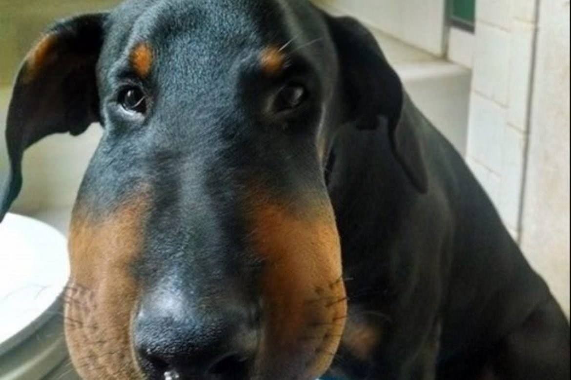 Таксу ужалила пчела