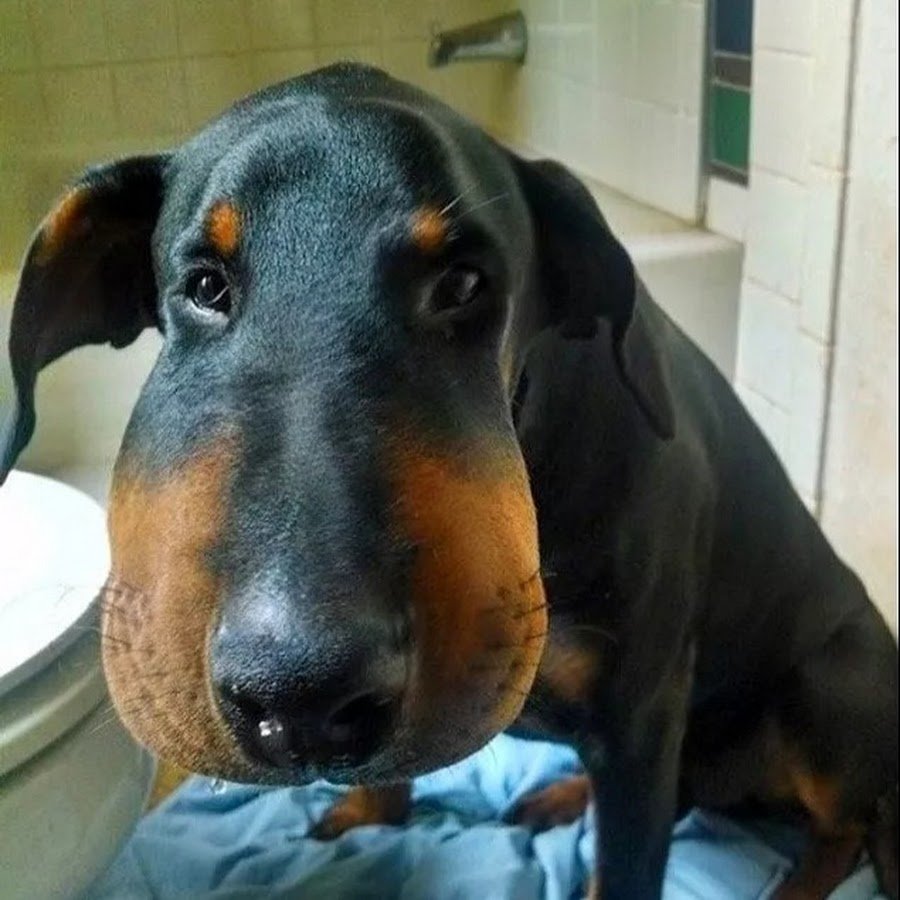 Пса укусила пчела