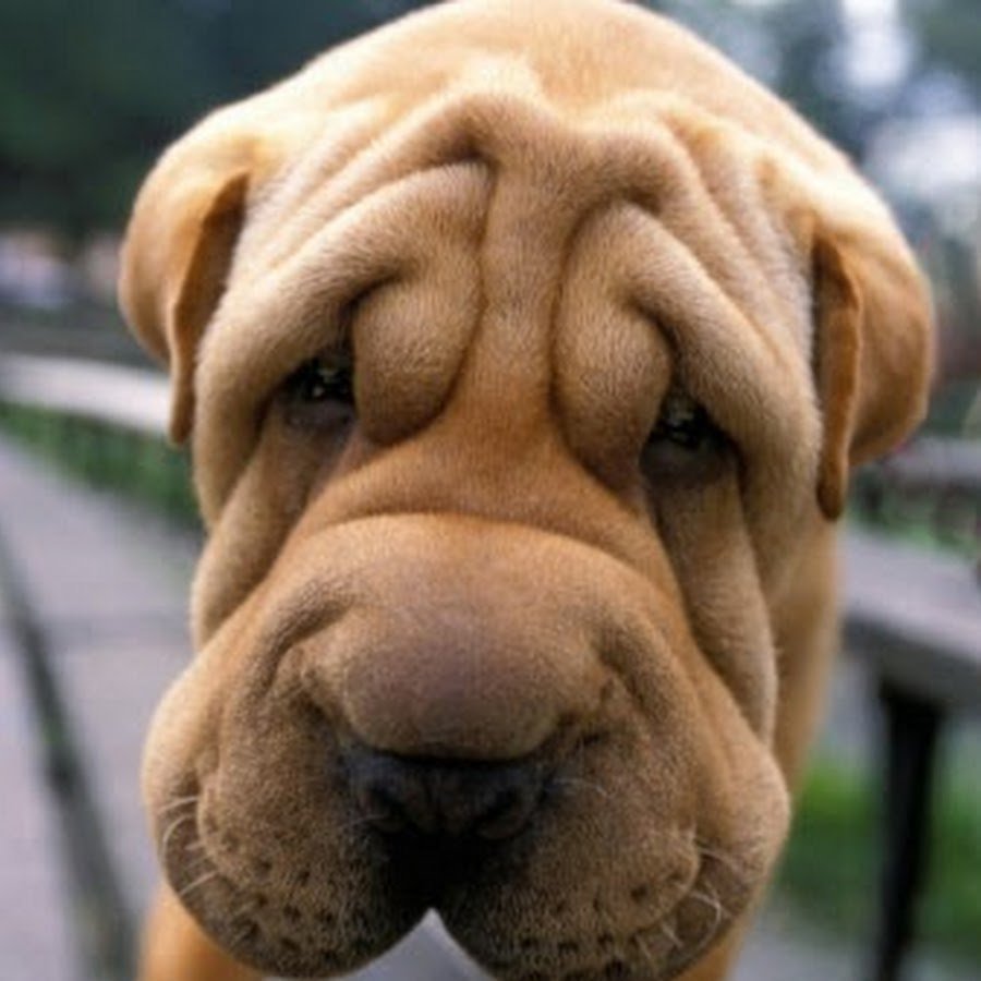 Собака шарпей