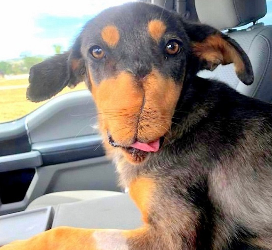 Морда собаки