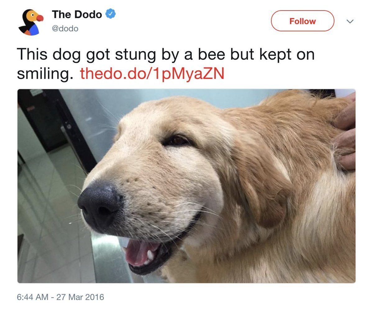 Опухлости на морде собаки