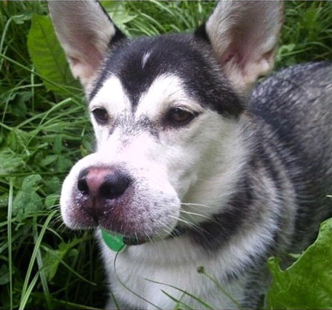 Собаку покусали осы