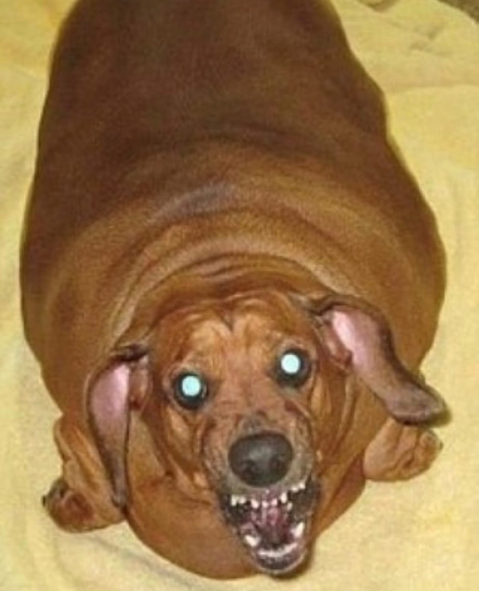 Собака сарделька