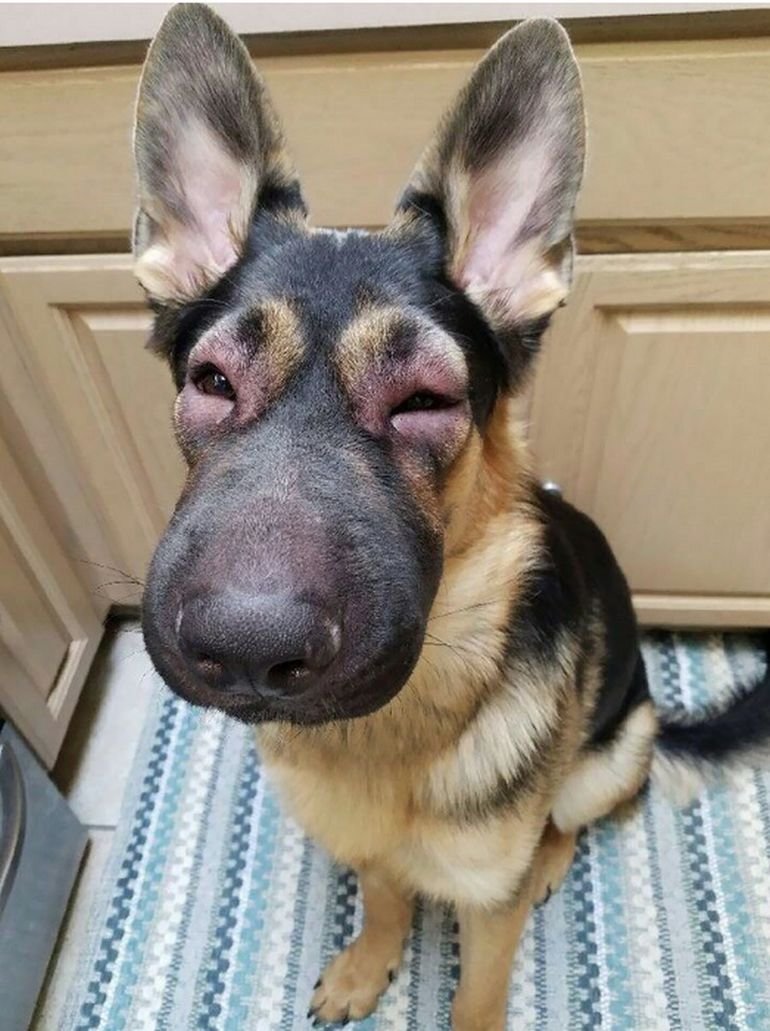 Собаку укусила пчела