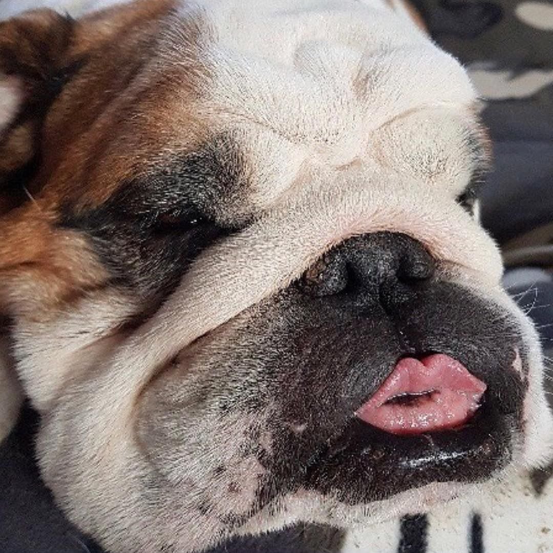 Бульдог морда