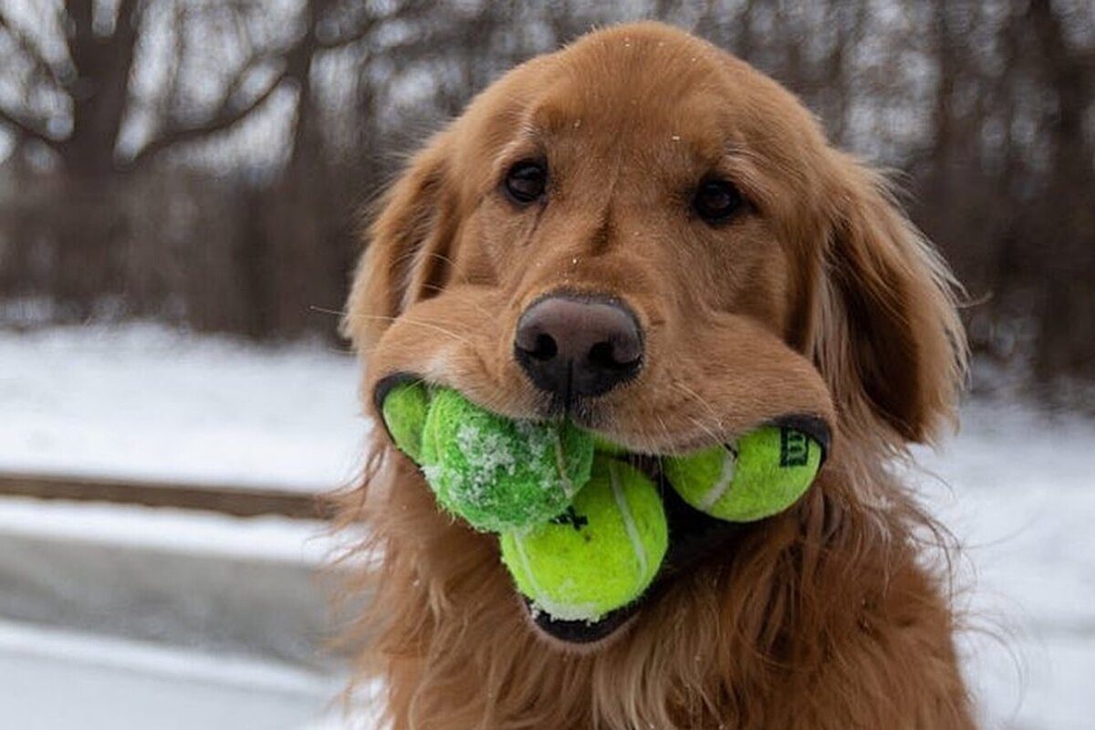 Собака с мячиком во рту