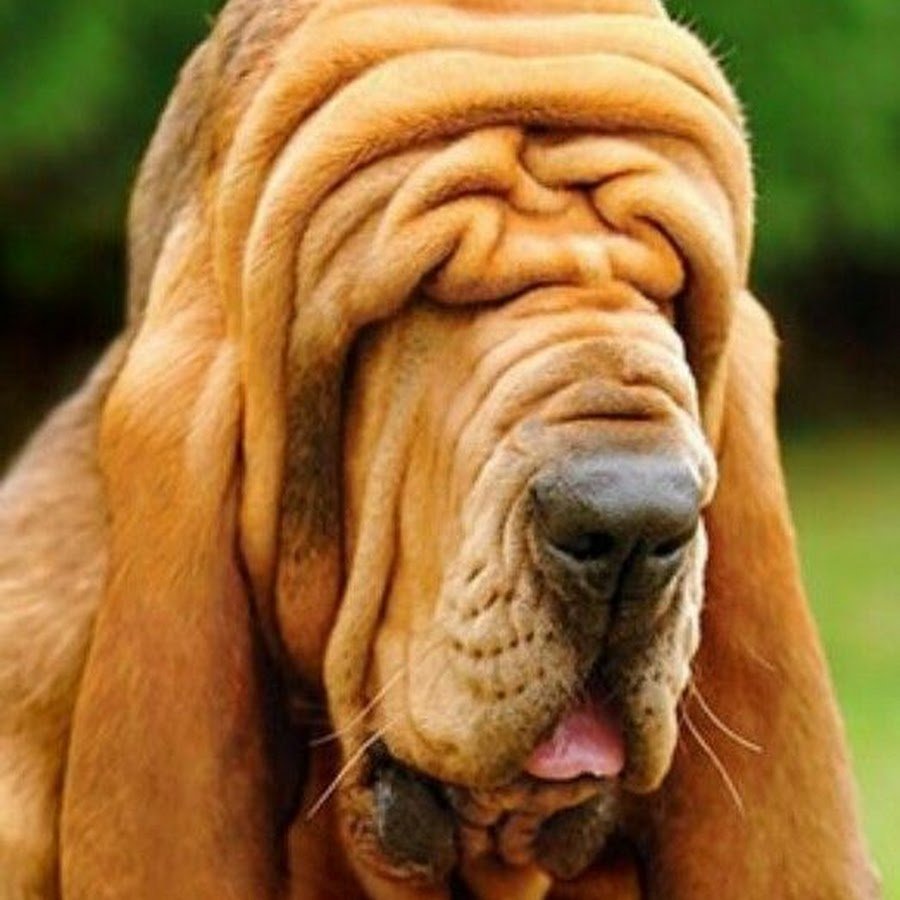 Бладхаунд щенок