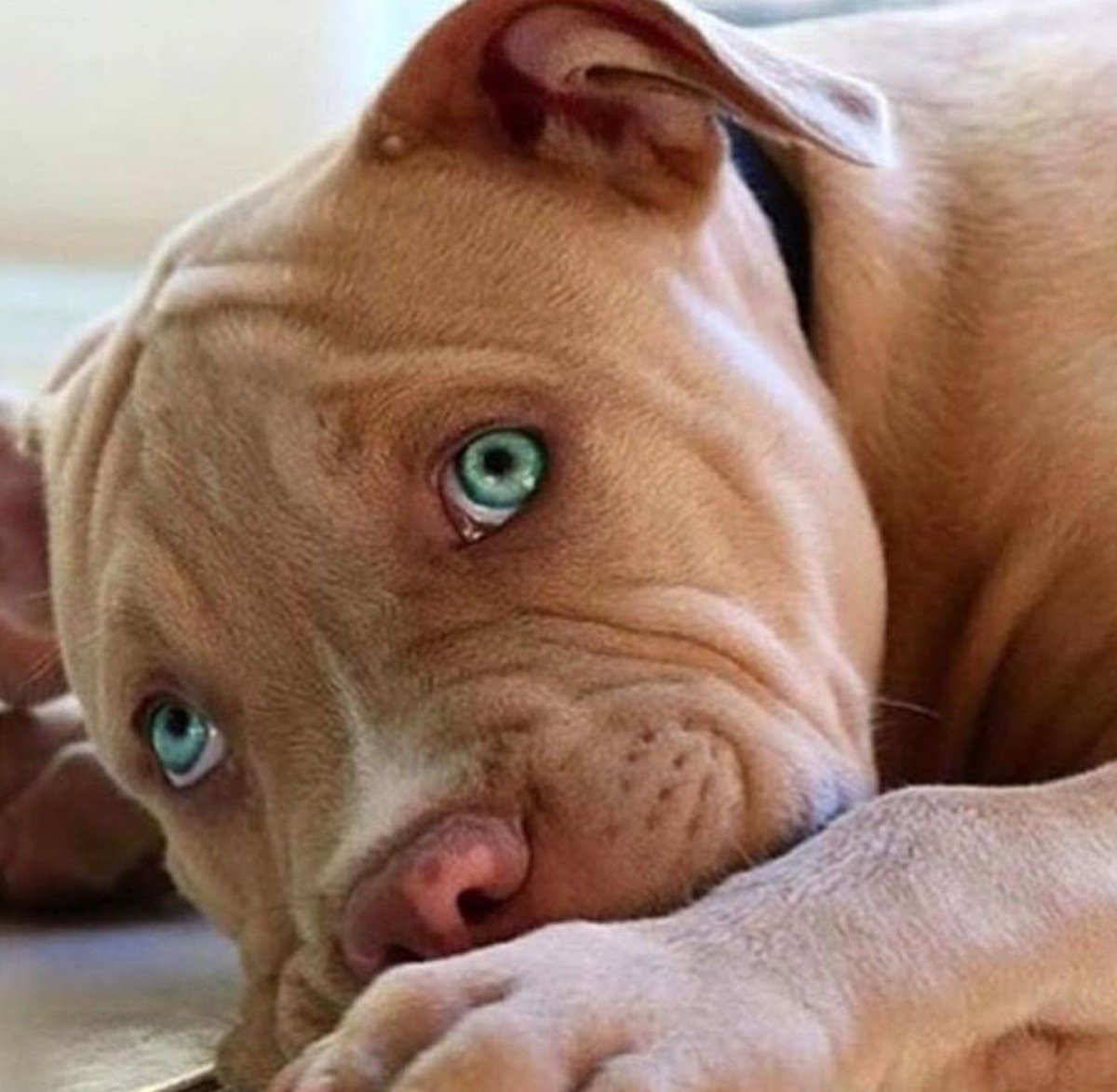 Pitbull Dog