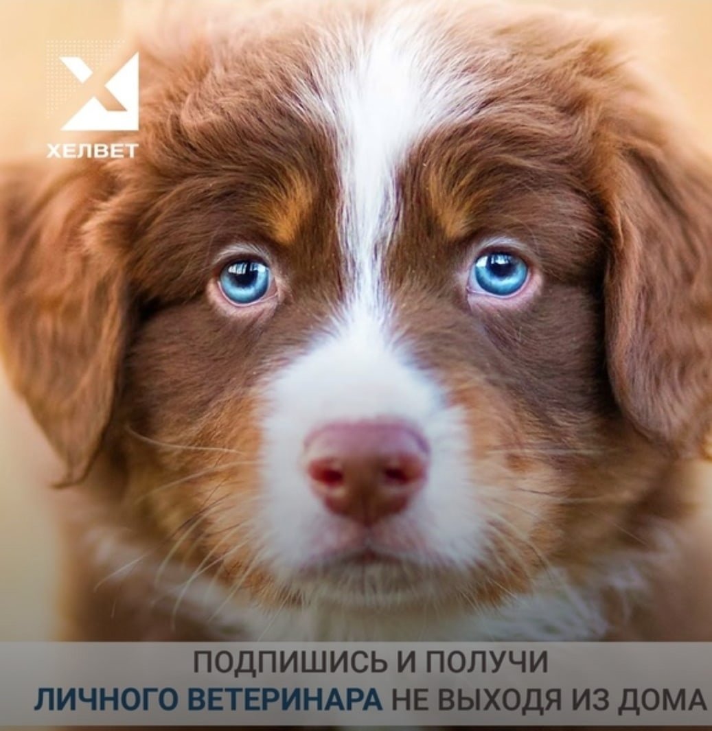 Аусси рыжая