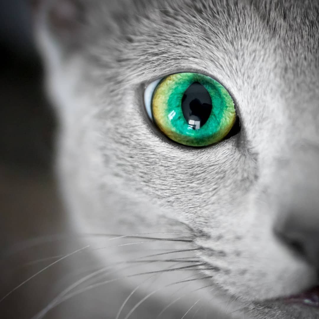 Кошачий глаз