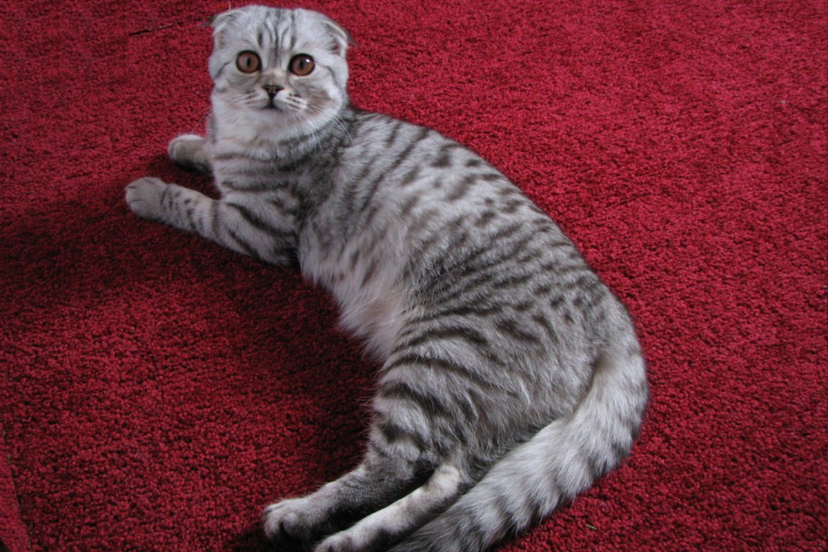 Скоттиш-фолд Шотландская вислоухая кошка