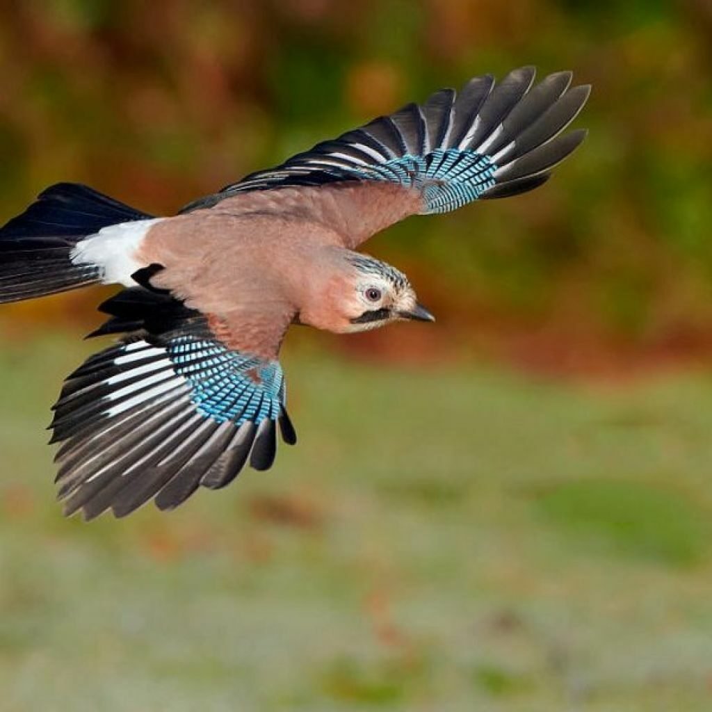 Сойка самец