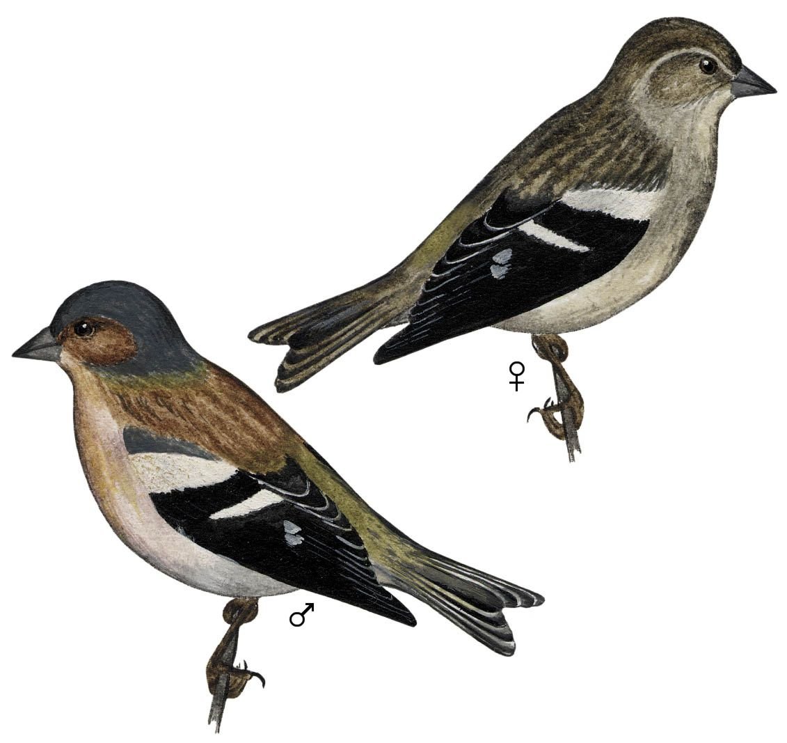 Зяблик самец