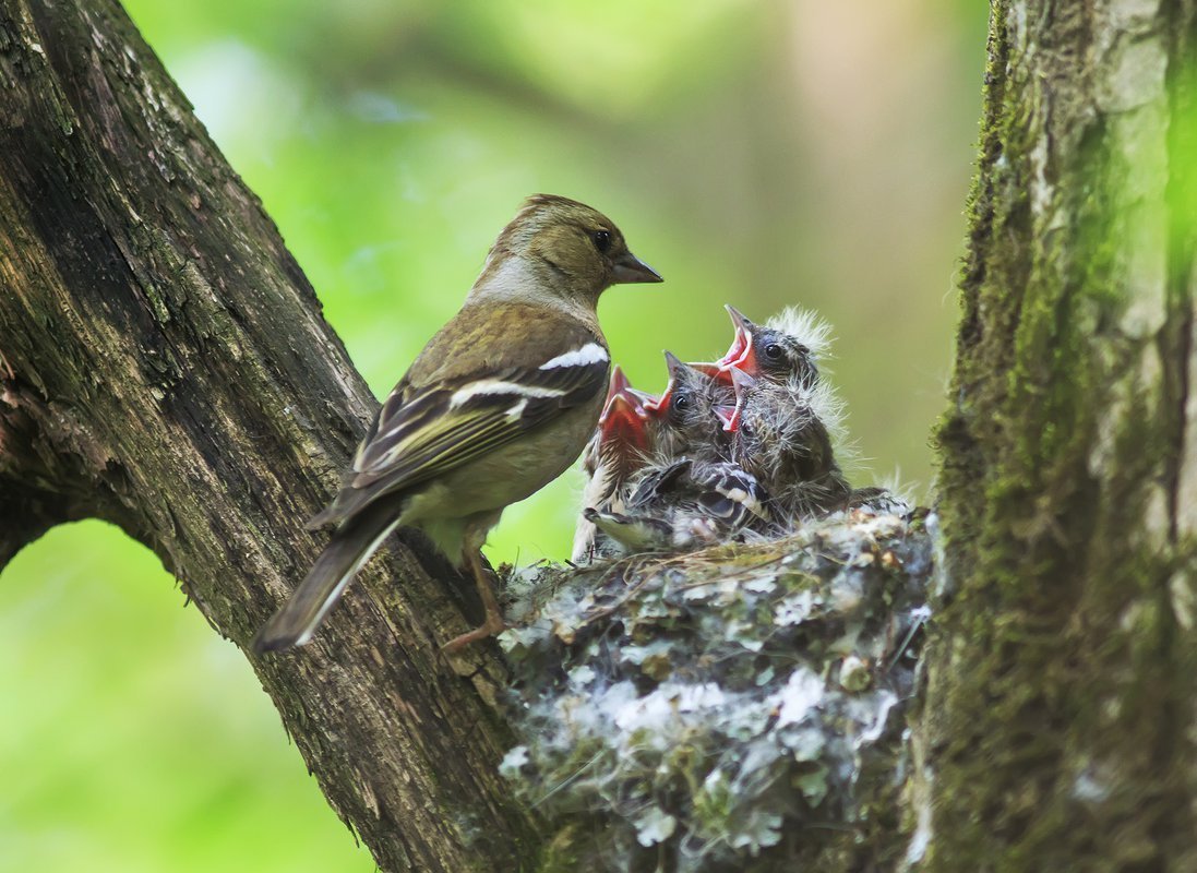 Слеток зяблика