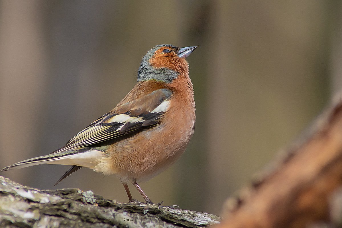 Хохлатый Зяблик