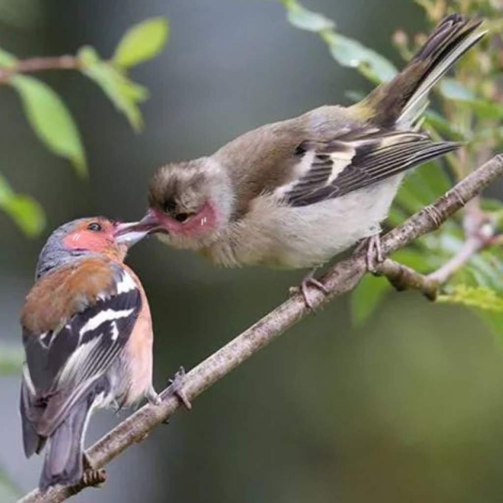 Птица Зяблик самка