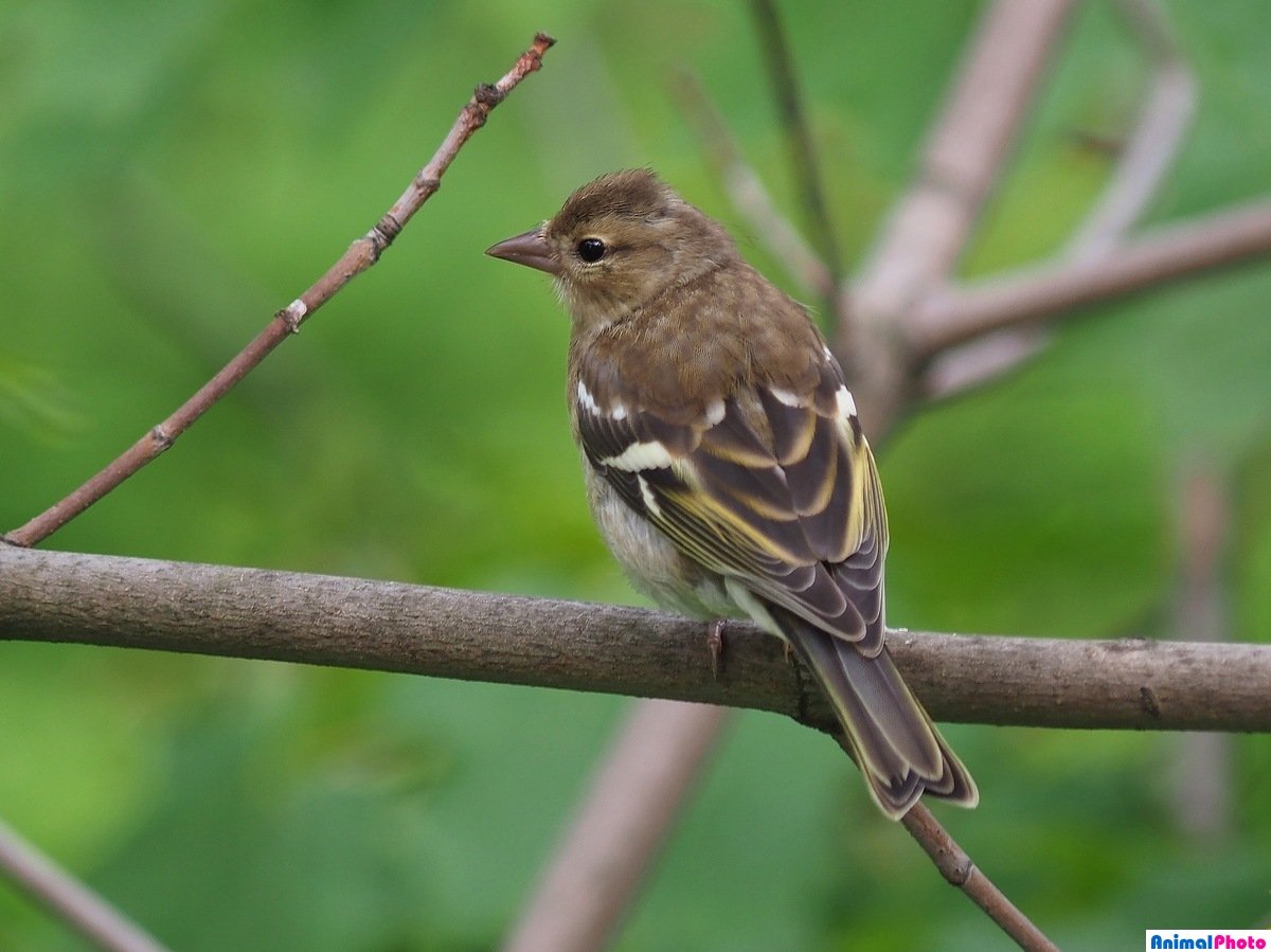 Зяблик самец