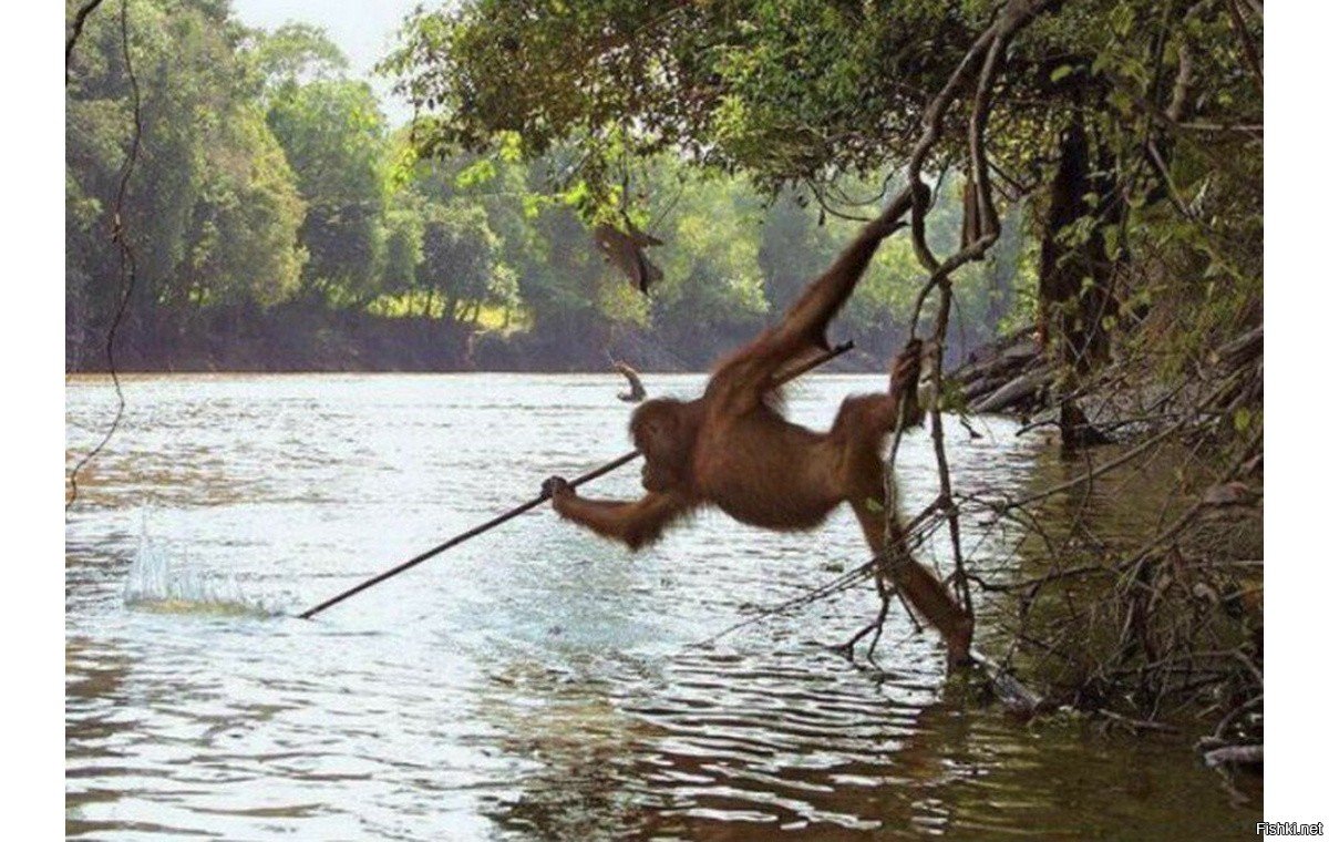 Обезьяна на рыбалке