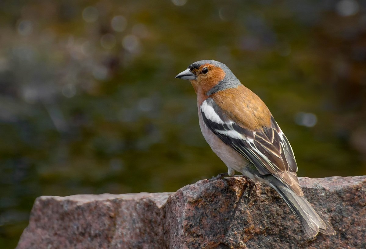 Зяблик рюмит