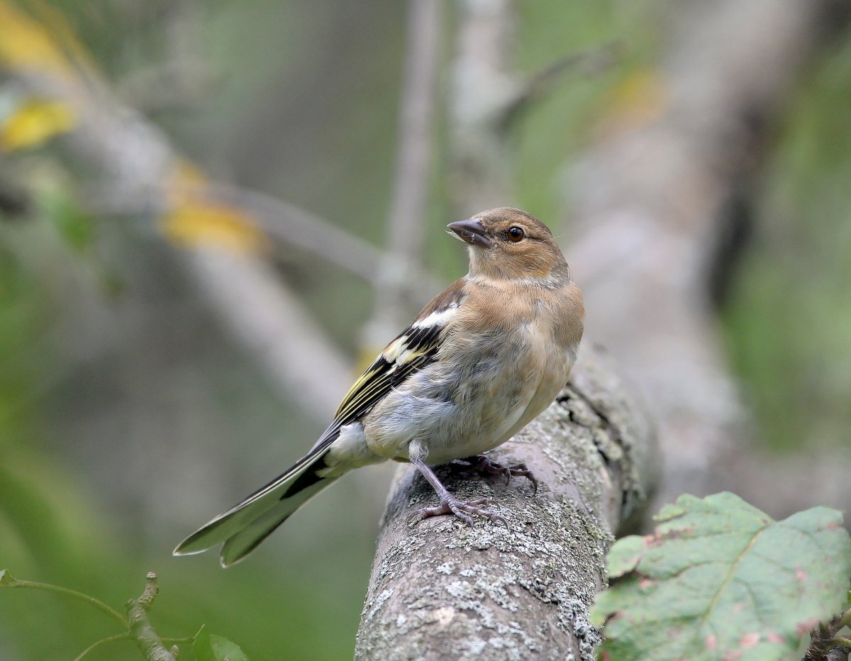 Гирканский Зяблик
