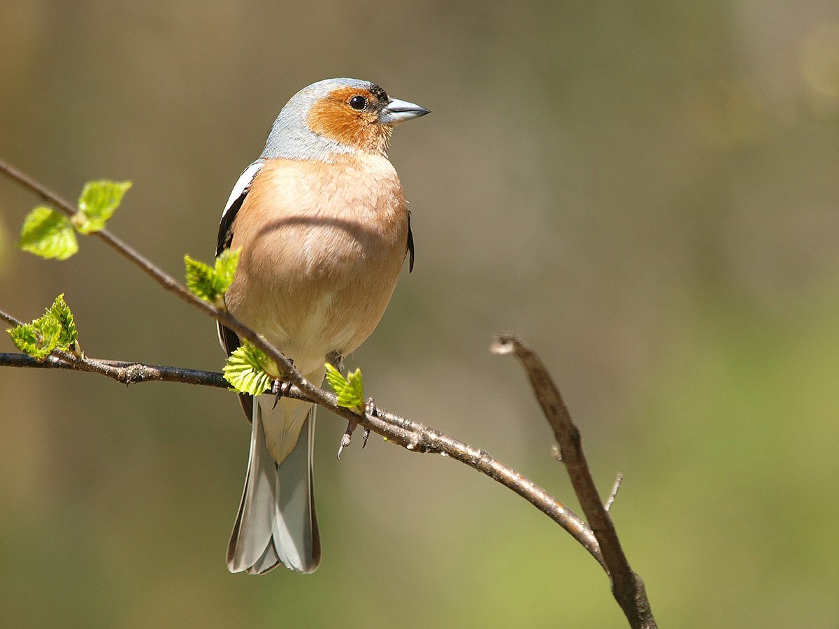 Канарский Зяблик