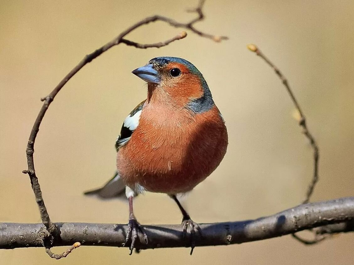 Зяблик птица