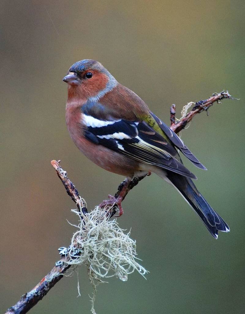 Зяблик птица Зяблик
