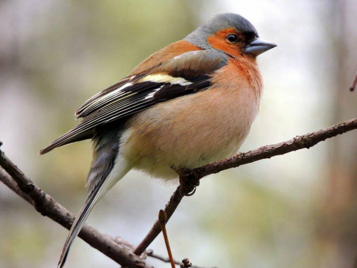 Обыкновенный Зяблик