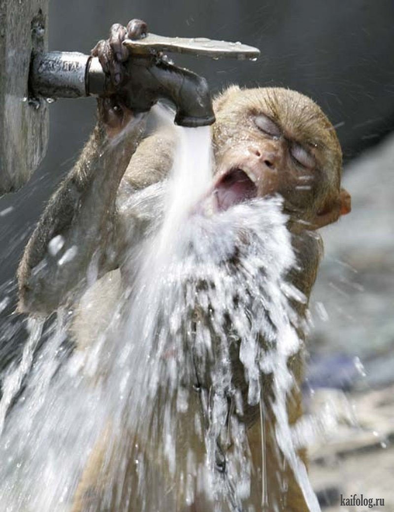 Обезьяна в воде