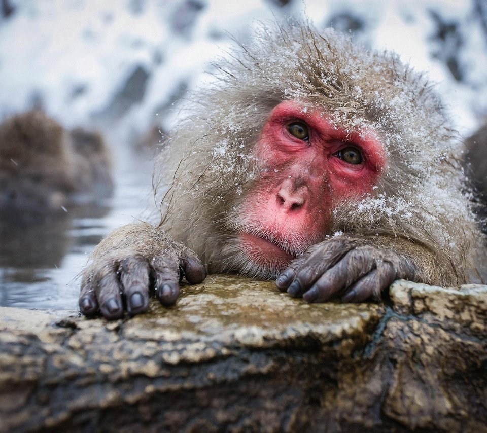 Обезьяна камень о камень