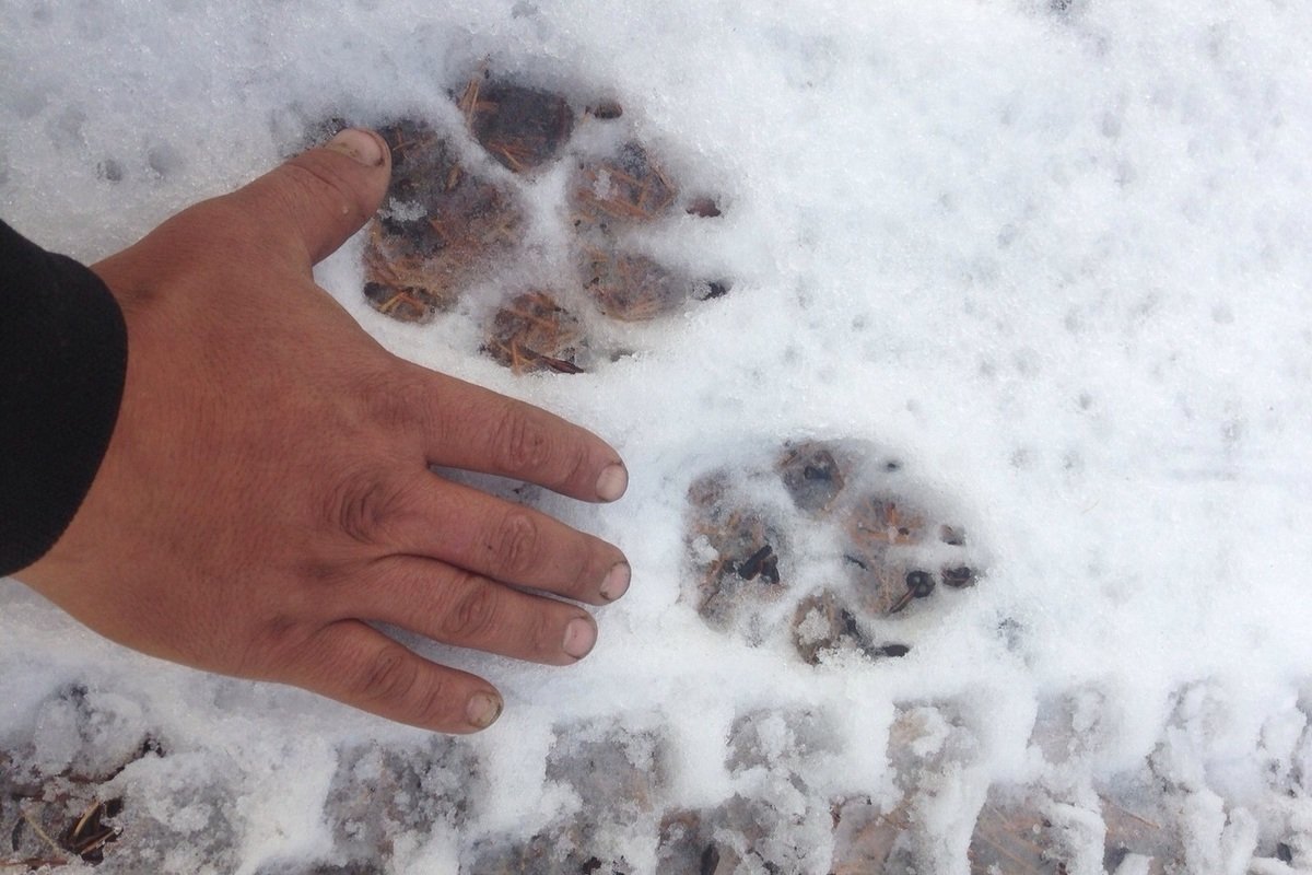 Следы енотовидной собаки на снегу