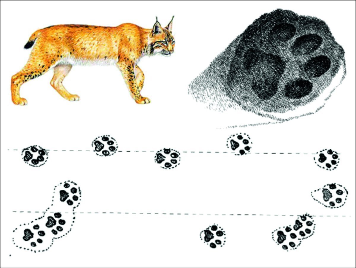 Волчьи следы на снегу и собачьи