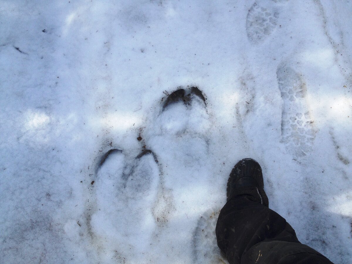 Волчий след